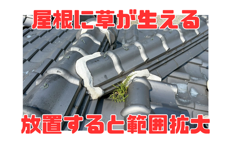 屋根から草が生えている時は要注意【屋根修繕工事なら株式会社NEXTクリエイト】